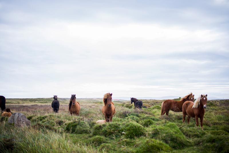 Horses on a landscap