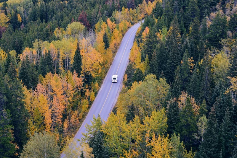 Road crossing the forest